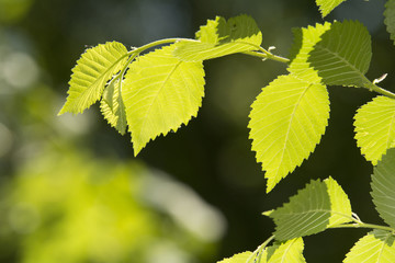 Fototapeta na wymiar Laub im Gegenlicht im Frühling