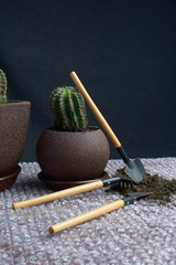 Fototapeta na wymiar Artificial succulent plant in ceramic pot on counter beside gray wall