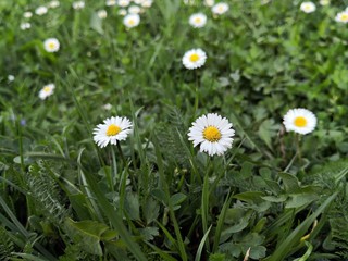 Spring flowers in the grass