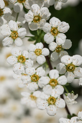Huge amount of white flowers with a yellow center on the bush on a blurred background