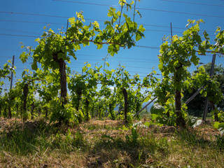 Weinreben im Mai mit und ohne Netz, Südbaden