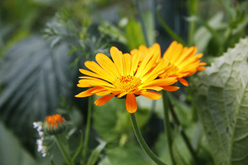 Flower of Calendula officinalis.