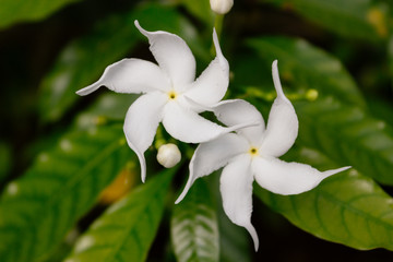 Obraz premium Sri Lanka national flowers - the white Wathusudu Flower or Jasmin (Saman Pichcha) with bokeh green background. It is a popular plant who used in many occasions for decorations