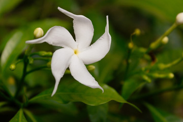 Sri Lanka national flowers - the white Wathusudu Flower or Jasmin (Saman Pichcha) with bokeh green background. It is a popular plant who used in many occasions for decorations