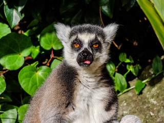 Ring tailed lemur at play among the trees, captivity, Auckland, New Zealand