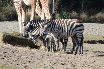 Giraffe and Zebras