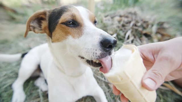 Dog eat, biting and licking ice cream from the hands of master, slow motion closeup shot