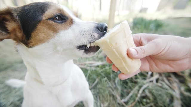 Dog eat, biting and licking ice cream from the hands of master, slow motion closeup shot