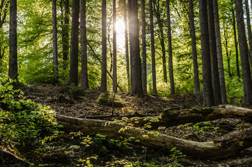 Wald im Taunus mit Gegenlicht durch Sonne