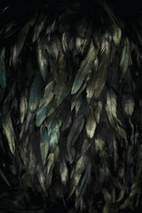 black feathers shining in turquoise and green on black can be used as background