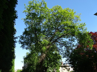 Tree Park Water 