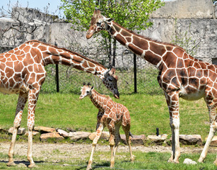 Giraffe parents tending to their new calf at the Indianapolis zoo. © Don Masten II