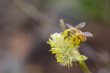 Biene auf Kätzchenweide