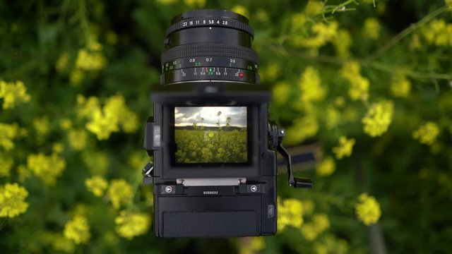 Viewfinder of a vintage camera showing a field of flowers