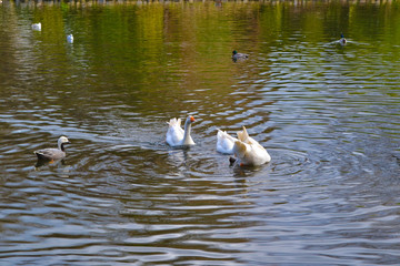 Ducks drinking water from lake in middle of a park. Close-up of water birds, outdoor shot. Wild ducks drinking water in swamp.