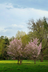 Obraz premium Spring landscape with a blooming Japanese cherry blossom.
