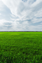 Fototapeta premium Image of a landscape of a green grass or wheat field and a blue sky with patterns from the clouds. The concept of serenity of ecology and spring