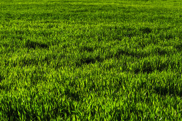 Background of a green juicy grass field with wave patterns from the wind. Spring freshness
