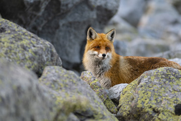 The fox in the High Tatras mountain region standing on a stone.