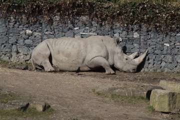 Fototapeta premium Rhinos