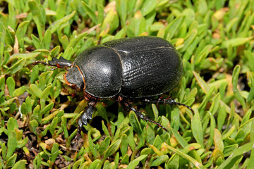 coleottero della famiglia degli scarabeidi