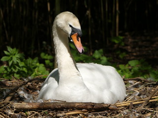 Obraz premium A Swan nesting in its scrape, sitting on eggs. Abbotsbury Swannery