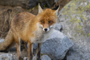 The fox in the High Tatras mountain region standing on a stone.
