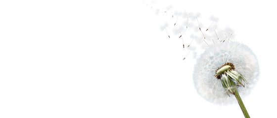 Obraz premium Schöne Pusteblume freigestellt