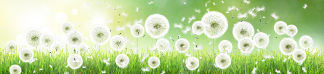 Schöne Pusteblumen © Thaut Images