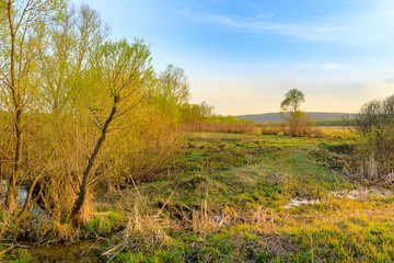 Willow trees in the meadow in the rays of the setting sun and the blue sky with white clouds.
