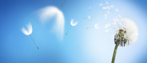 Schöne Pusteblume © Thaut Images