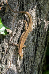 lucertola dei muri (Podarcis muralis)