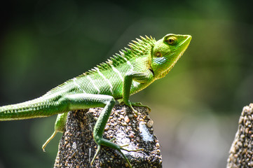 Chameleon