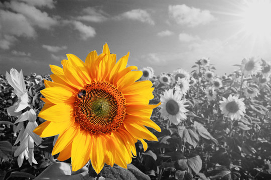 Wunderschöne Sonnenblume mit einer Biene