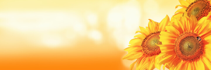 Wundersch枚ne Sonnenblume mit einer Biene
