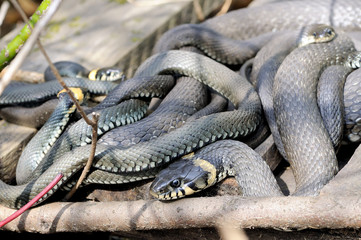 Grass snakes Natrix Natrix lies on a wooden boards