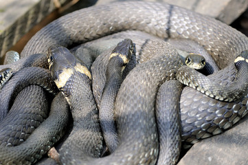 Grass snakes Natrix Natrix on a wooden boards.