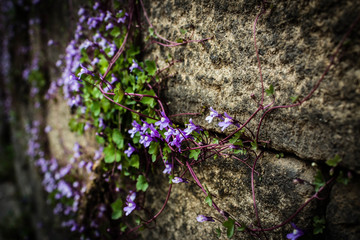 Flowers and Walls