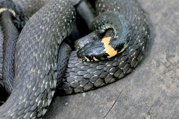 Grass snakes Natrix Natrix on a wooden boards.
