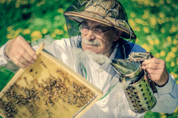 Pszczelarz podczas wiosennej inspekcji w pasiece
 - obrazy, fototapety, plakaty