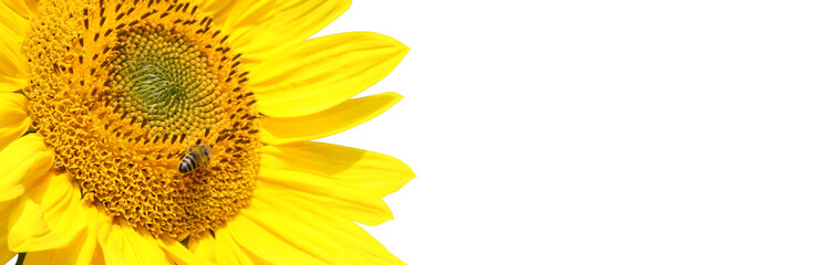 Wunderschöne Sonnenblume mit einer Biene