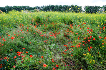 Poppy flowers in the clearing. Blooming red wild poppy. Red poppy flowers.