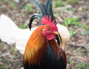 Rooster Portrait, Hen Behind