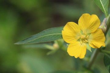 Yellow Flower 