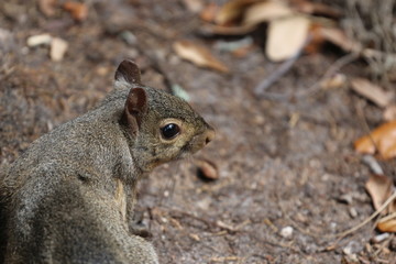 Portrait of a Grey Squirrel / Wildlife 
