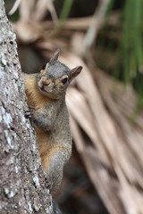 Naklejka na ściany i meble Grey Squirrel / Wildlife 