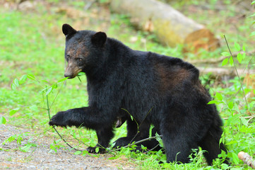 Fototapeta na wymiar Black Bear Strolling