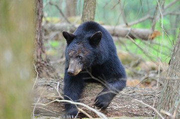 Sow Black Bear crossing log