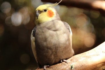 Portrait of a Cockatiel 