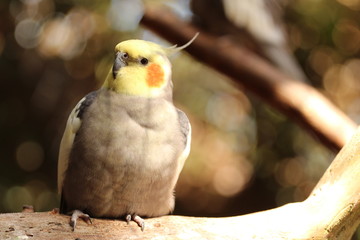 Portrait of a Cockatiel 